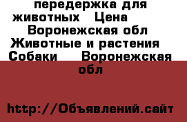 передержка для животных › Цена ­ 300 - Воронежская обл. Животные и растения » Собаки   . Воронежская обл.